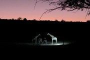Giraffe at Urikaruus waterhole after dark